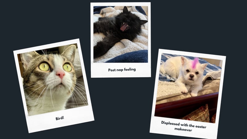 Copy of February Pets-1